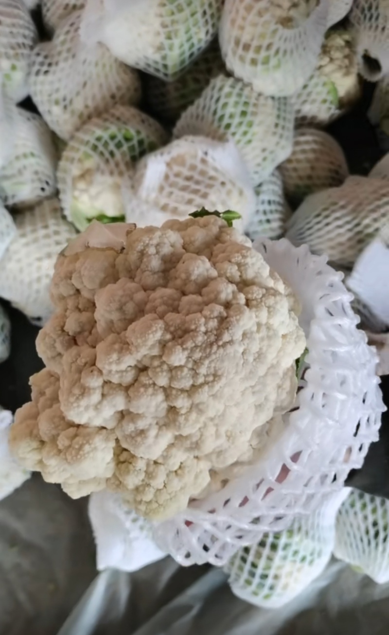 田头产地新鲜花菜（实花）大量上市，欢迎垂询采购