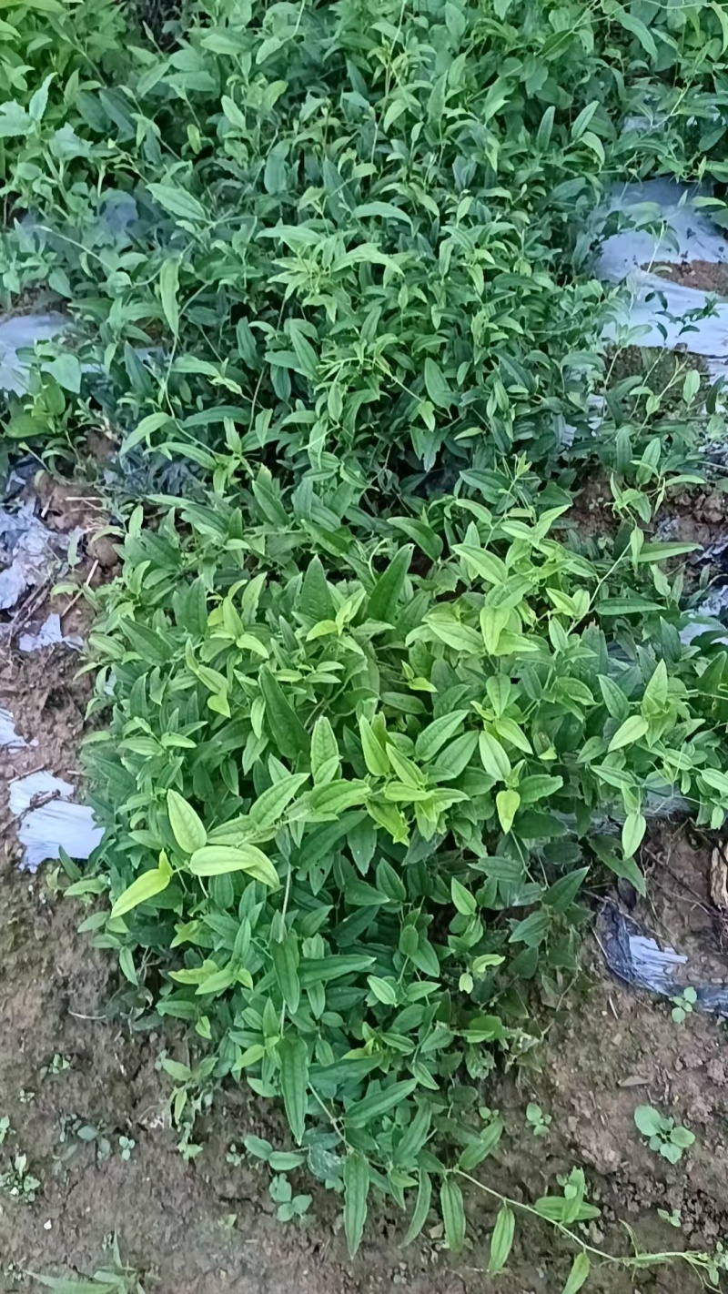 牛尾菜种苗，牛尾蕨苗，龙须菜苗