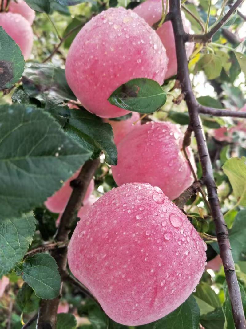 烟台红富士苹果