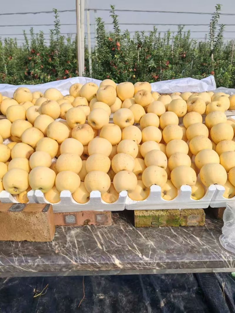 山东维纳斯苹果新鲜上市价格美丽对接全国量大从优脆甜可口