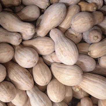 大量蜜本南瓜出售