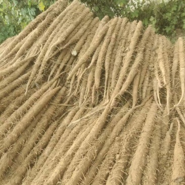《双棒山药》精品山药/产地货源/欢迎来电咨询
