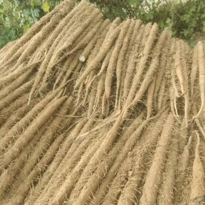 《双棒山药》精品山药/产地货源/欢迎来电咨询