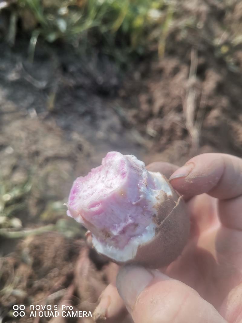 澳洲紫白