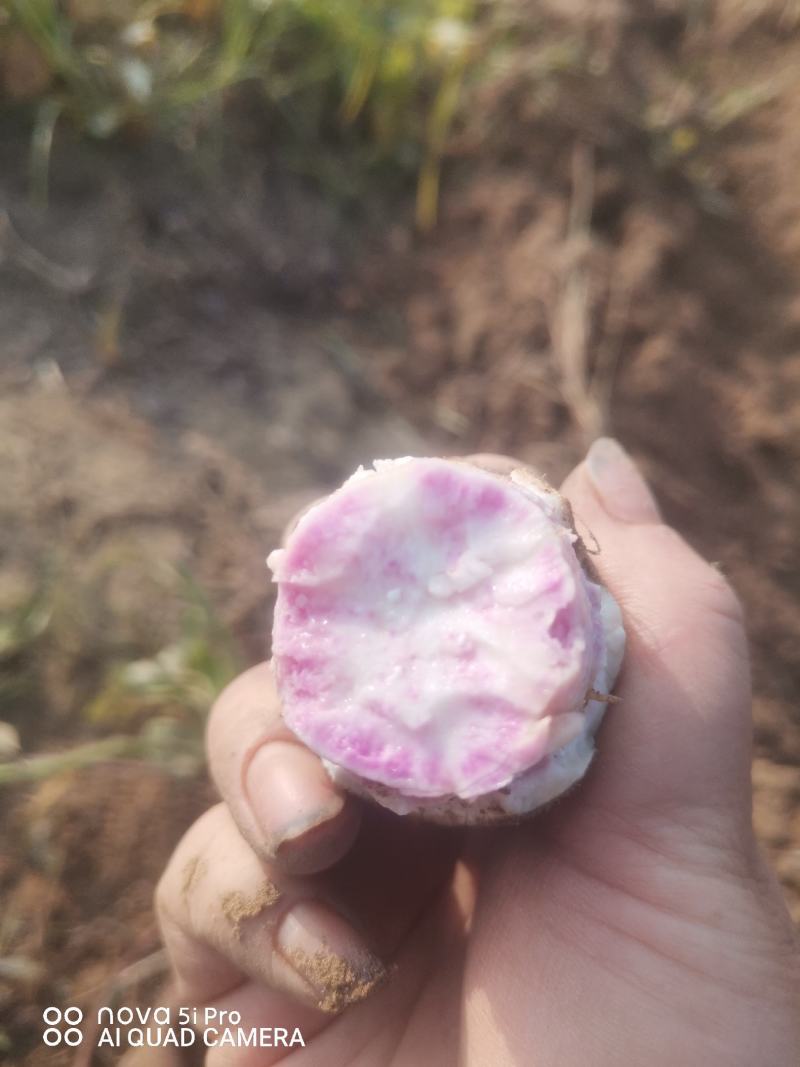 澳洲紫白