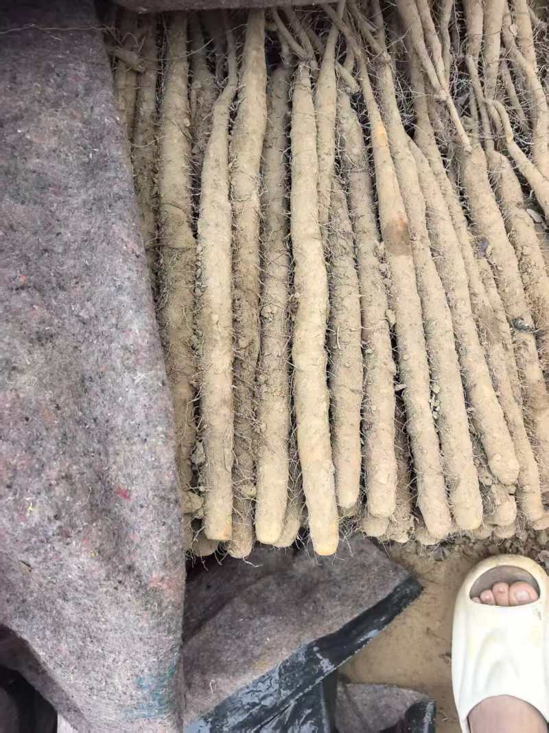 《双棒山药》精品山药/产地货源/欢迎来电咨询