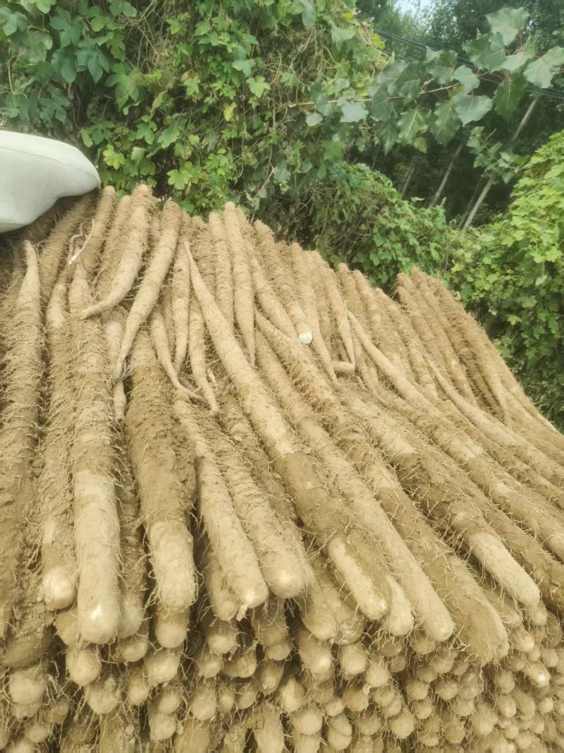 《双棒山药》精品山药/产地货源/欢迎来电咨询