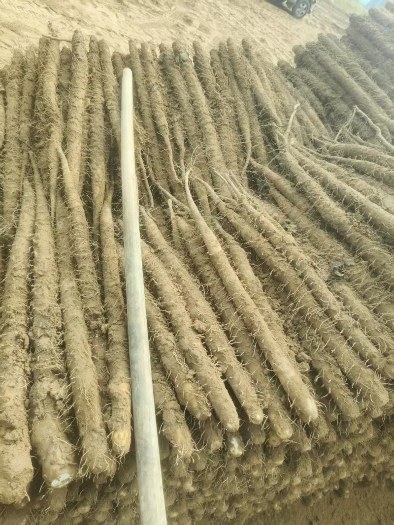 《双棒山药》精品山药/产地货源/欢迎来电咨询