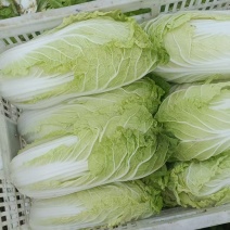 精品黄心大白菜