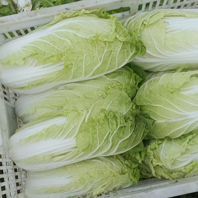 精品黄心大白菜