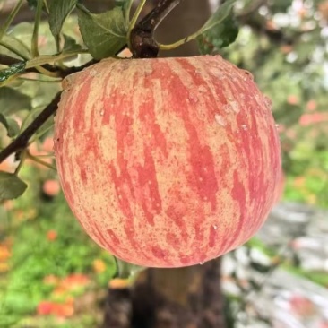 白水红富士苹果纸袋果皮薄肉厚脆甜多汁