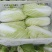 精品黄心大白菜