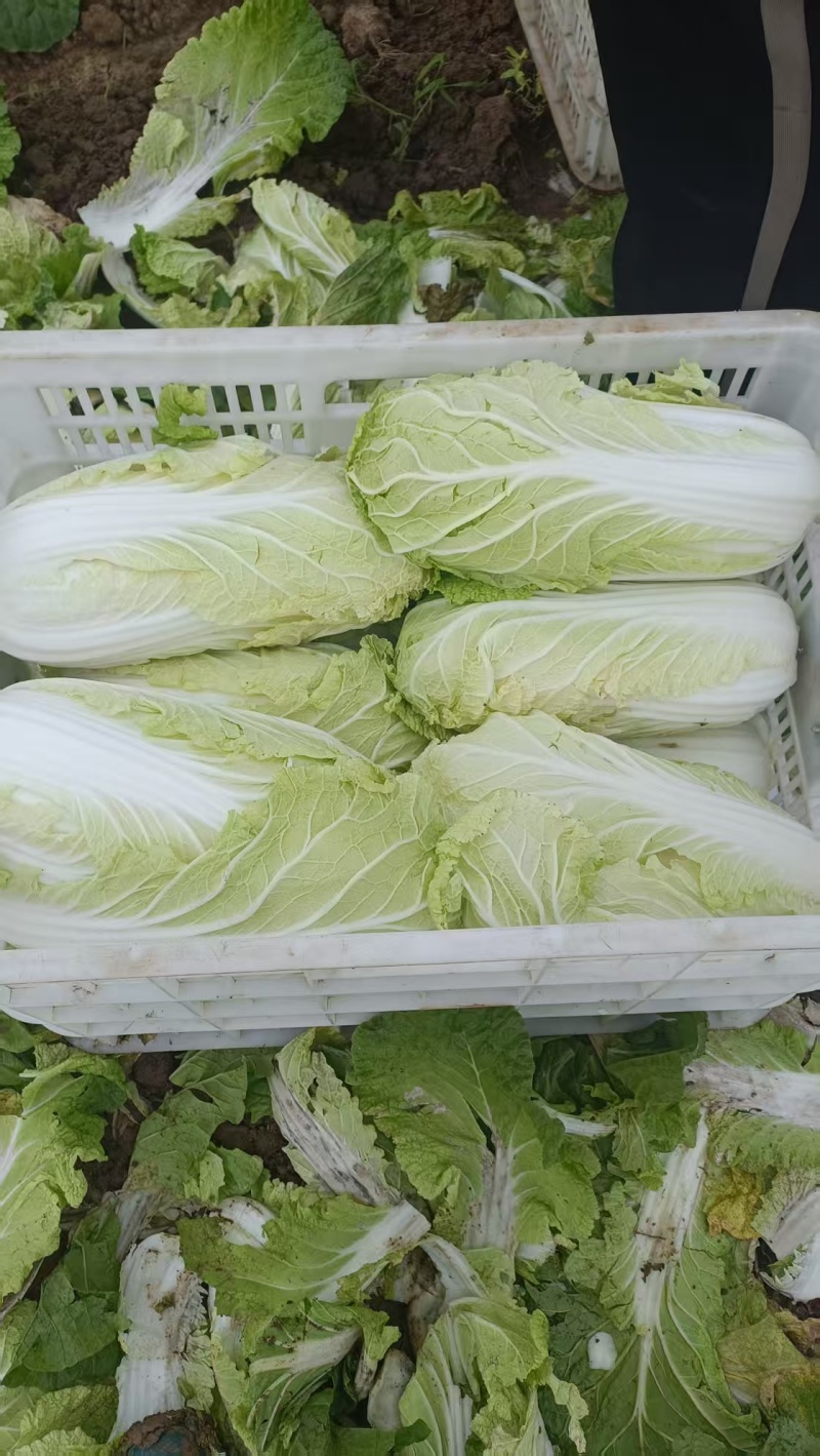 精品黄心大白菜