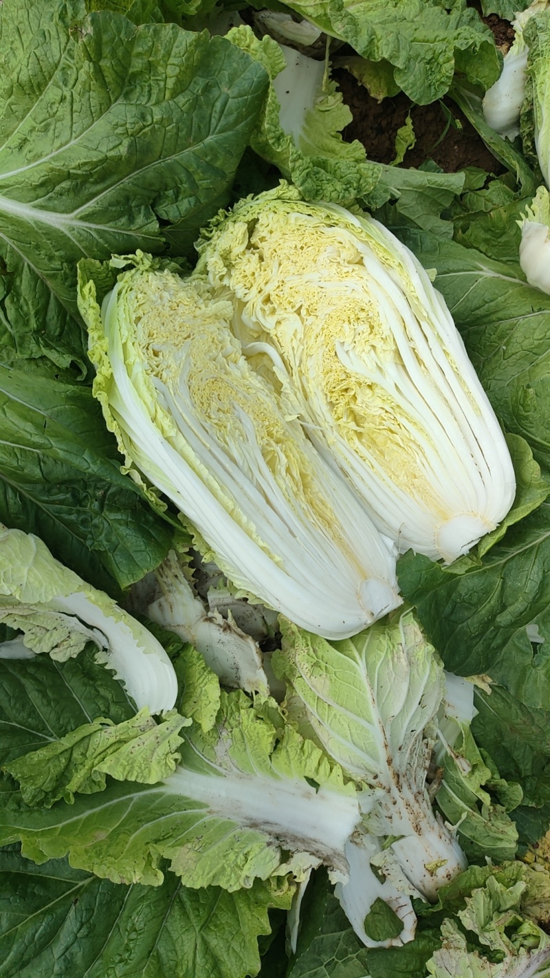 精品黄心大白菜