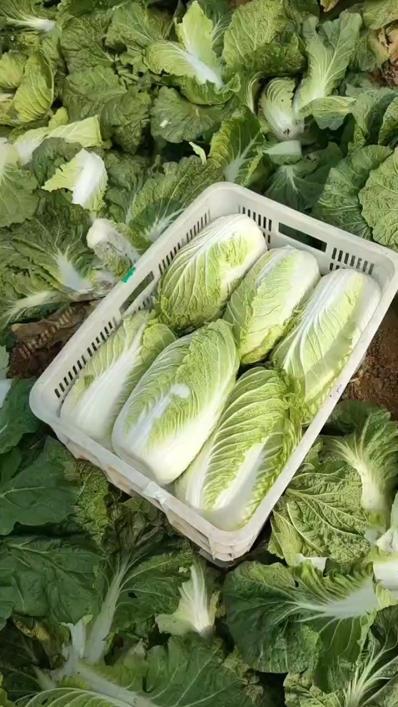 精品黄心大白菜