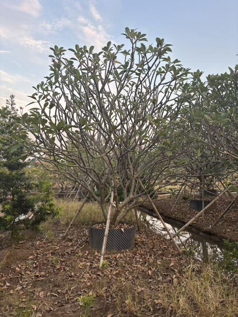 鸡蛋花苗花卉种苗自家基地自产自销特价处理