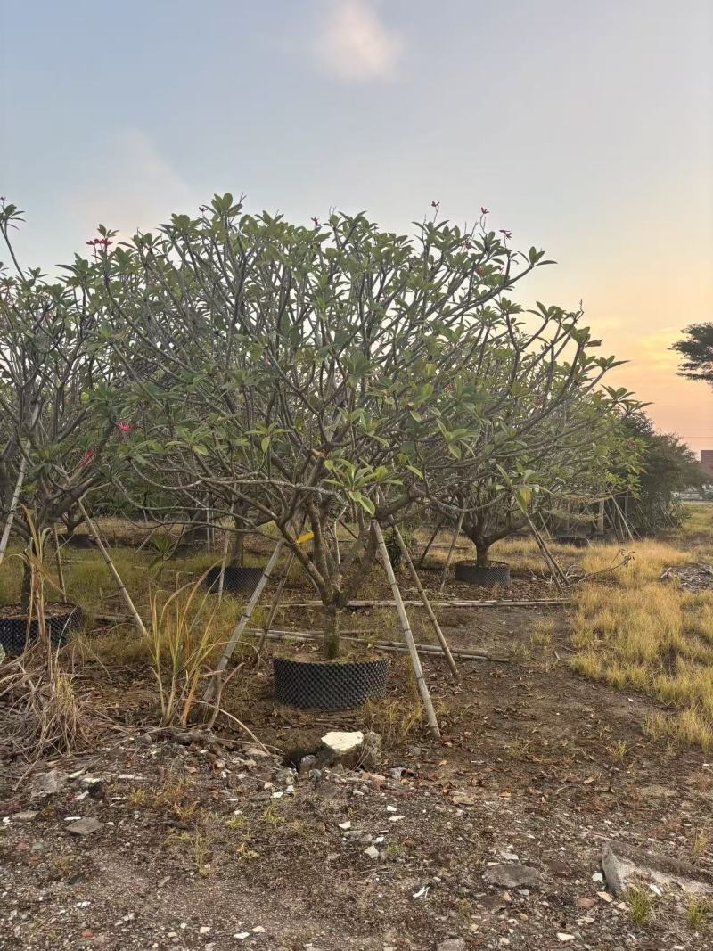 鸡蛋花苗花卉种苗自家基地自产自销特价处理