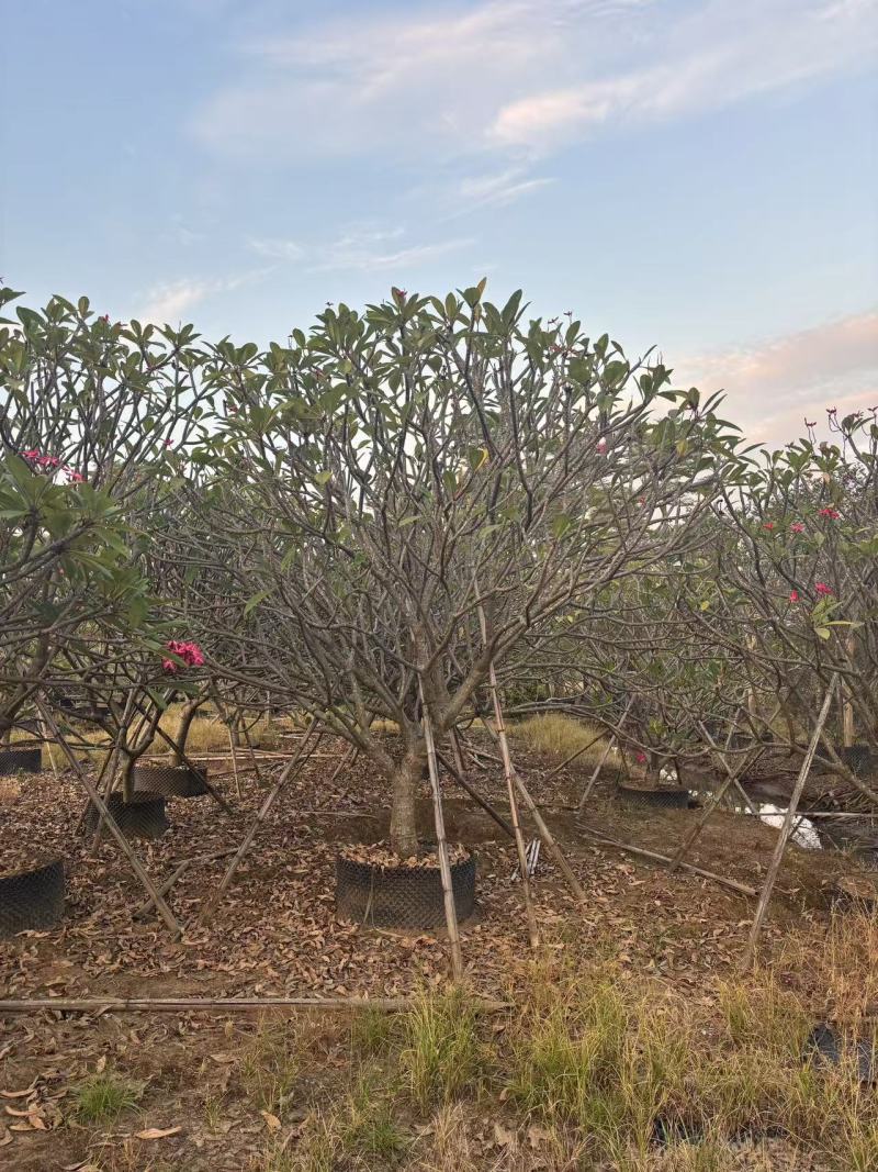 鸡蛋花苗花卉种苗自家基地自产自销特价处理