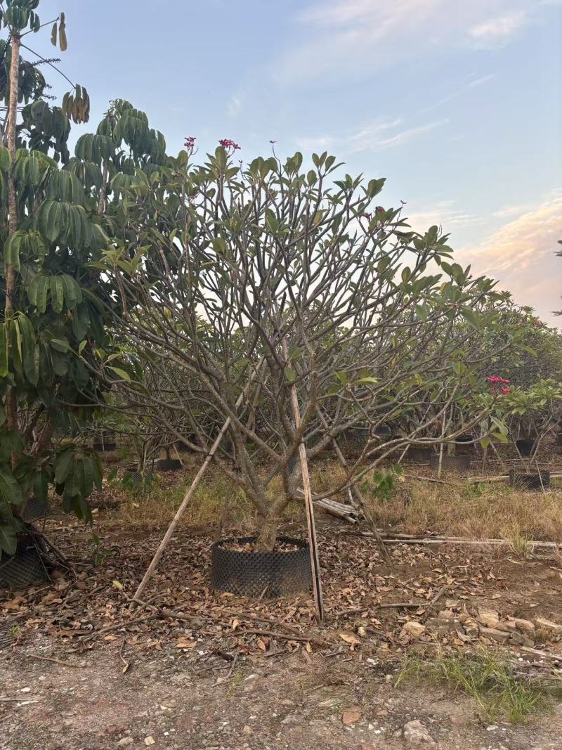 鸡蛋花苗花卉种苗自家基地自产自销特价处理