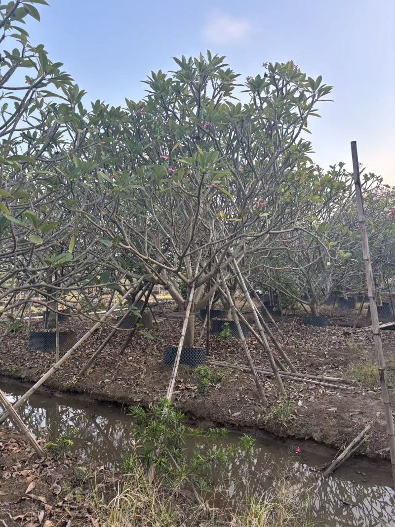 鸡蛋花苗花卉种苗自家基地自产自销特价处理