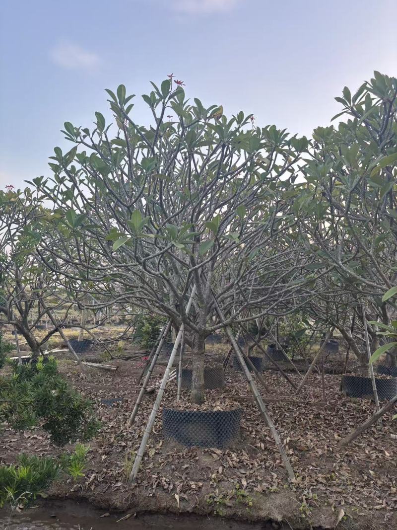 鸡蛋花苗花卉种苗自家基地自产自销特价处理