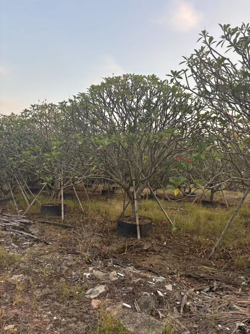 鸡蛋花苗花卉种苗自家基地自产自销特价处理