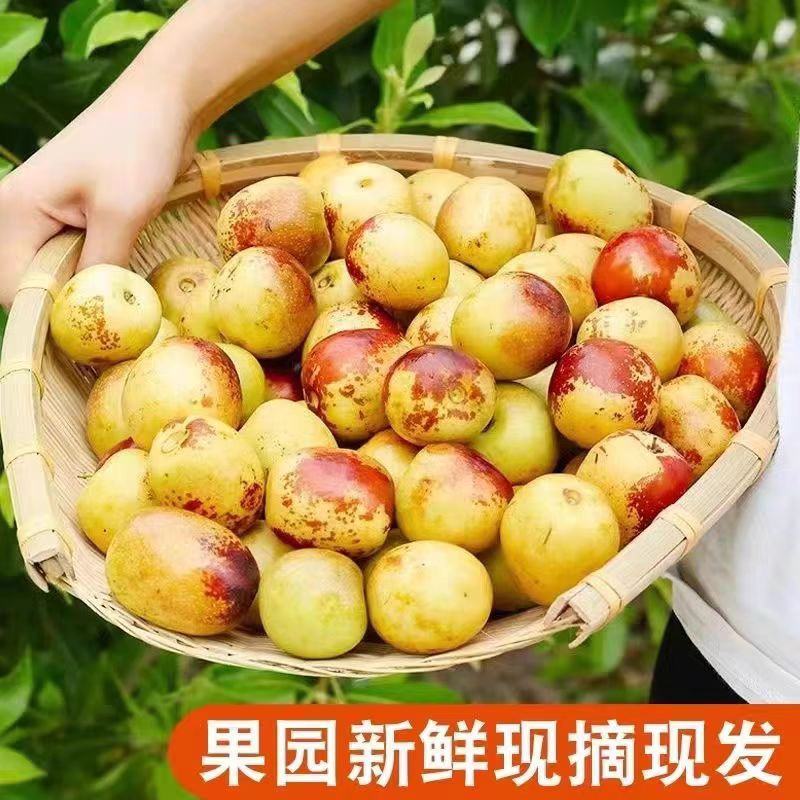 沾化冬枣供应/市场/商超/电商/社区团购/脆甜核小来电谈
