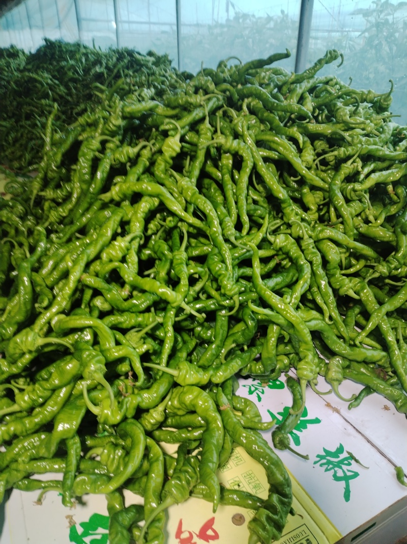 西昌辣椒