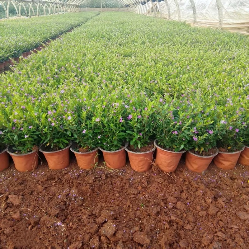 满天星绿化苗木高度20公分左右