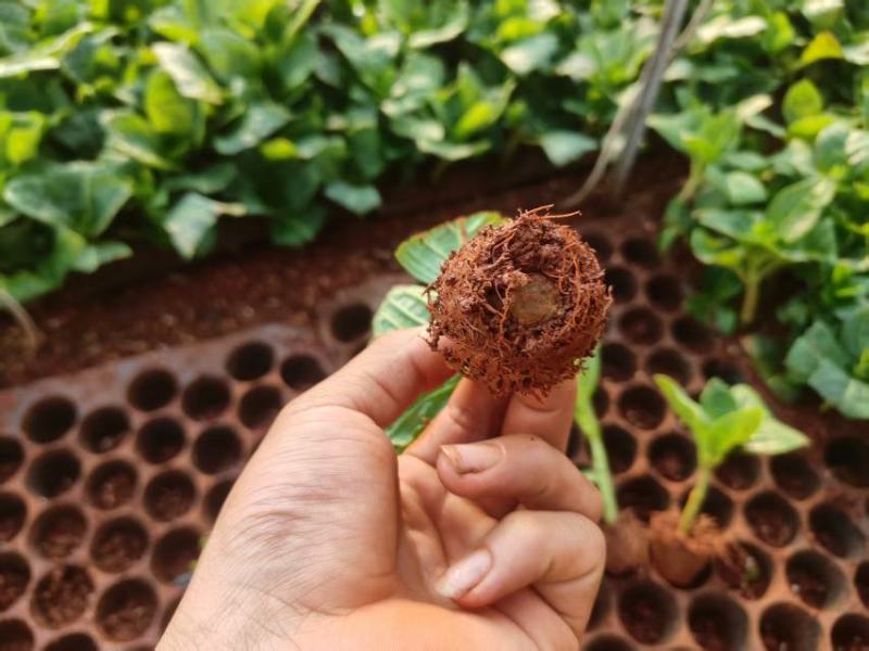 八仙花大量上市，产地直发，品质保证诚信经营