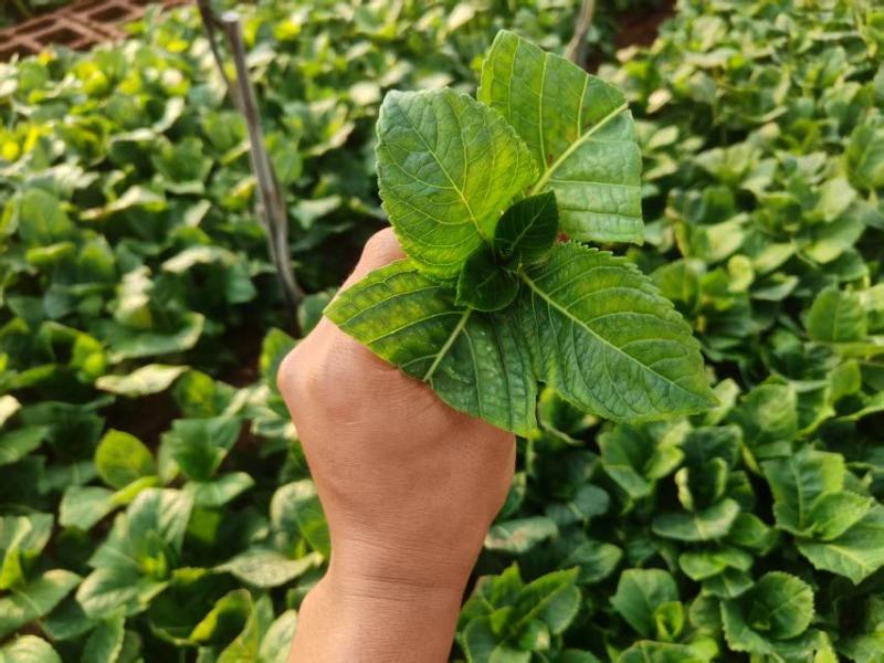 八仙花大量上市，产地直发，品质保证诚信经营