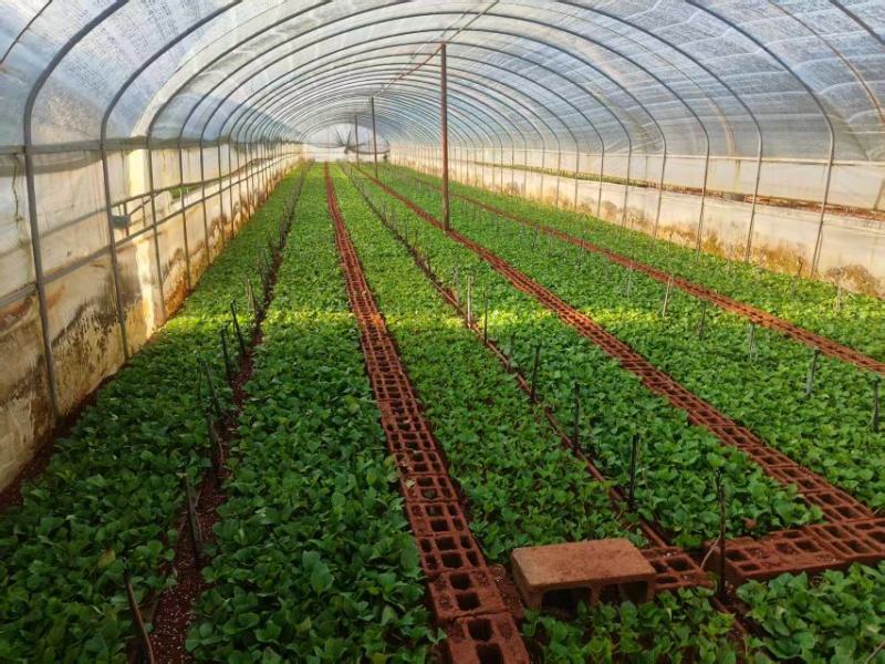 八仙花大量上市，产地直发，品质保证诚信经营