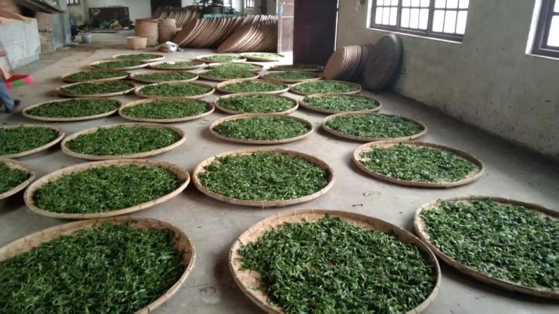 云南省文山州马关县古树茶