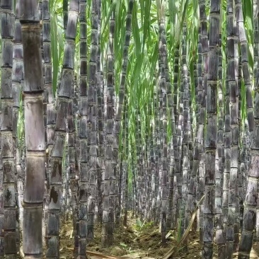 富硒甘蔗黑皮甘蔗大量有货基地直供现摘现发欢迎咨询电话