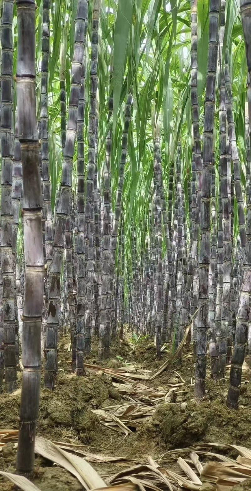 富硒甘蔗黑皮甘蔗大量有货基地直供现摘现发欢迎咨询电话