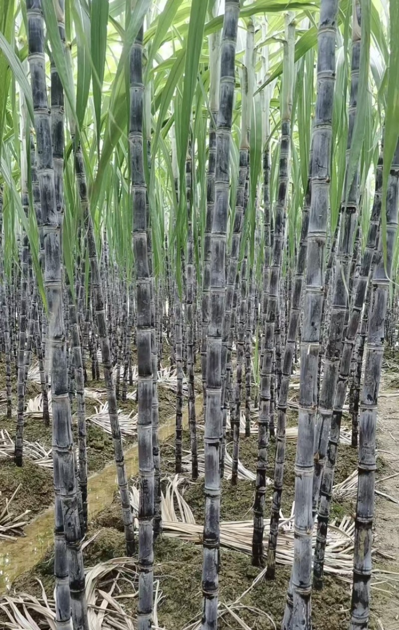 富硒甘蔗黑皮甘蔗大量有货基地直供现摘现发欢迎咨询电话