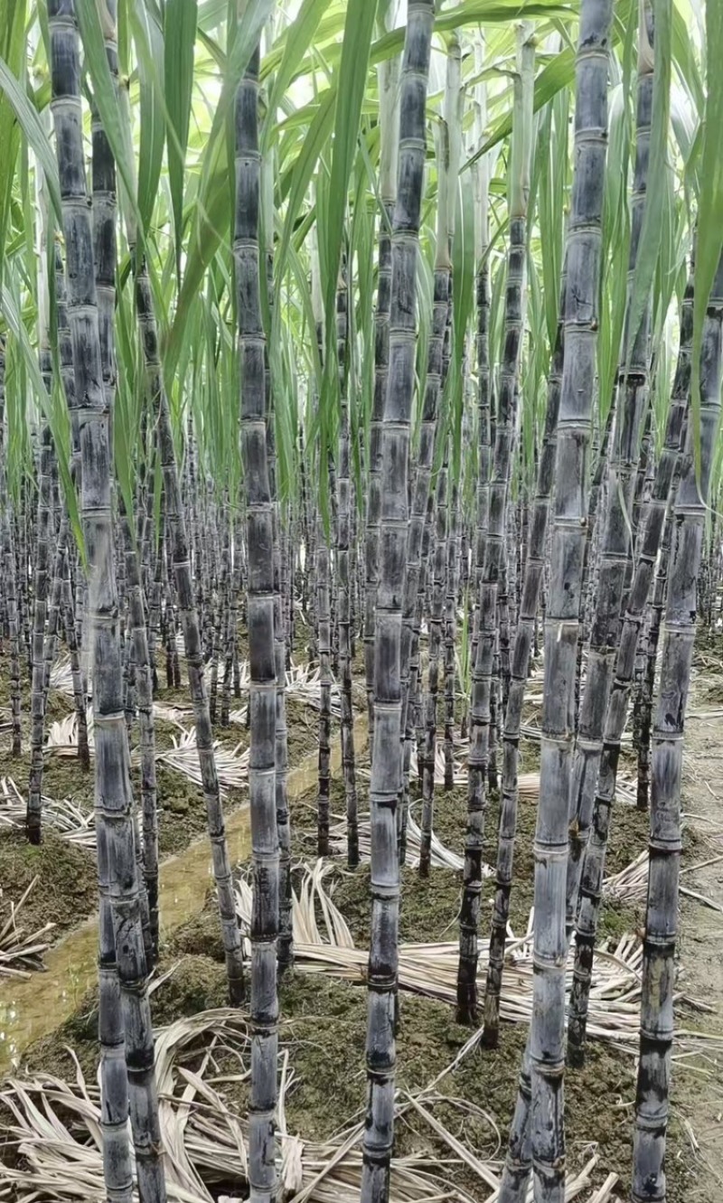 富硒甘蔗黑皮甘蔗大量有货基地直供现摘现发欢迎咨询电话