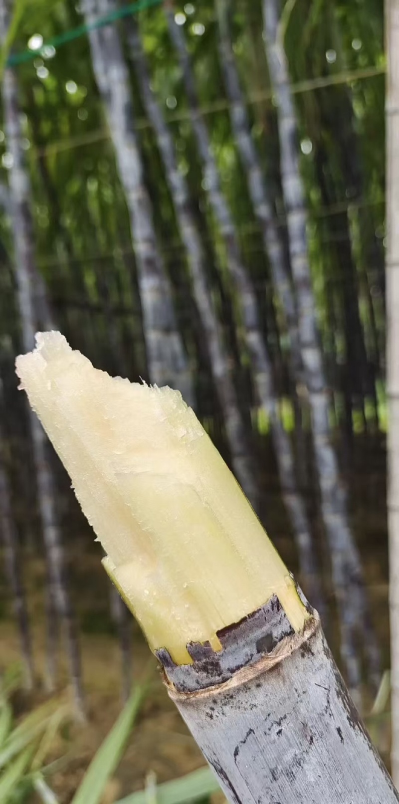 富硒甘蔗黑皮甘蔗大量有货基地直供现摘现发欢迎咨询电话