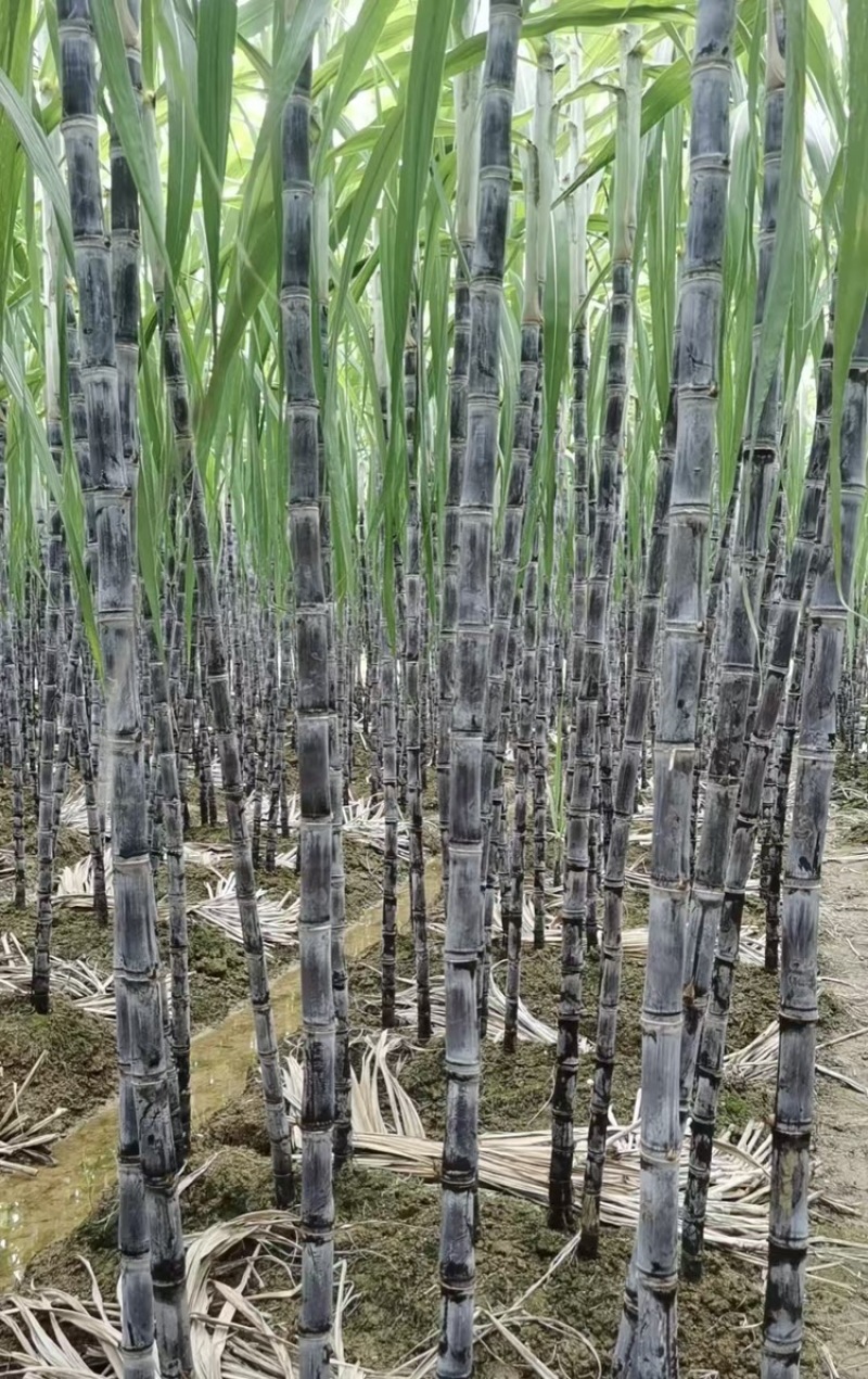 富硒甘蔗黑皮甘蔗大量有货基地直供现摘现发欢迎咨询电话