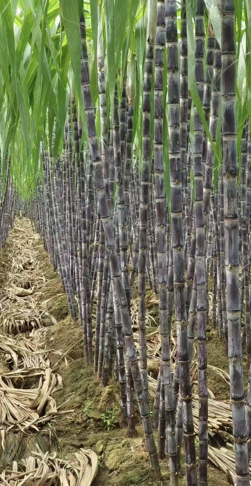 富硒甘蔗黑皮甘蔗大量有货基地直供现摘现发欢迎咨询电话