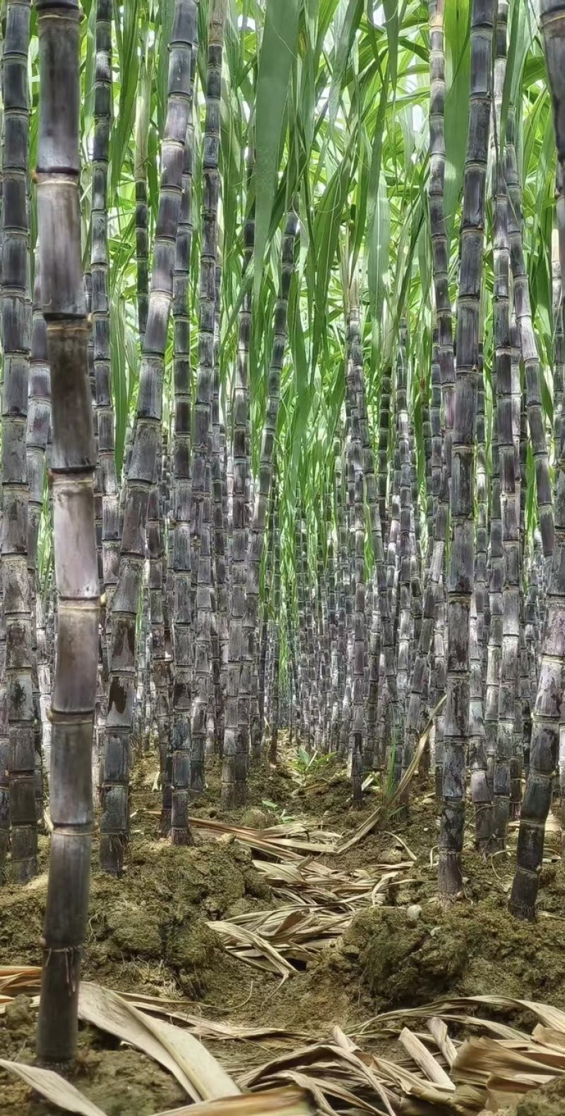 富硒甘蔗黑皮甘蔗大量有货基地直供现摘现发欢迎咨询电话