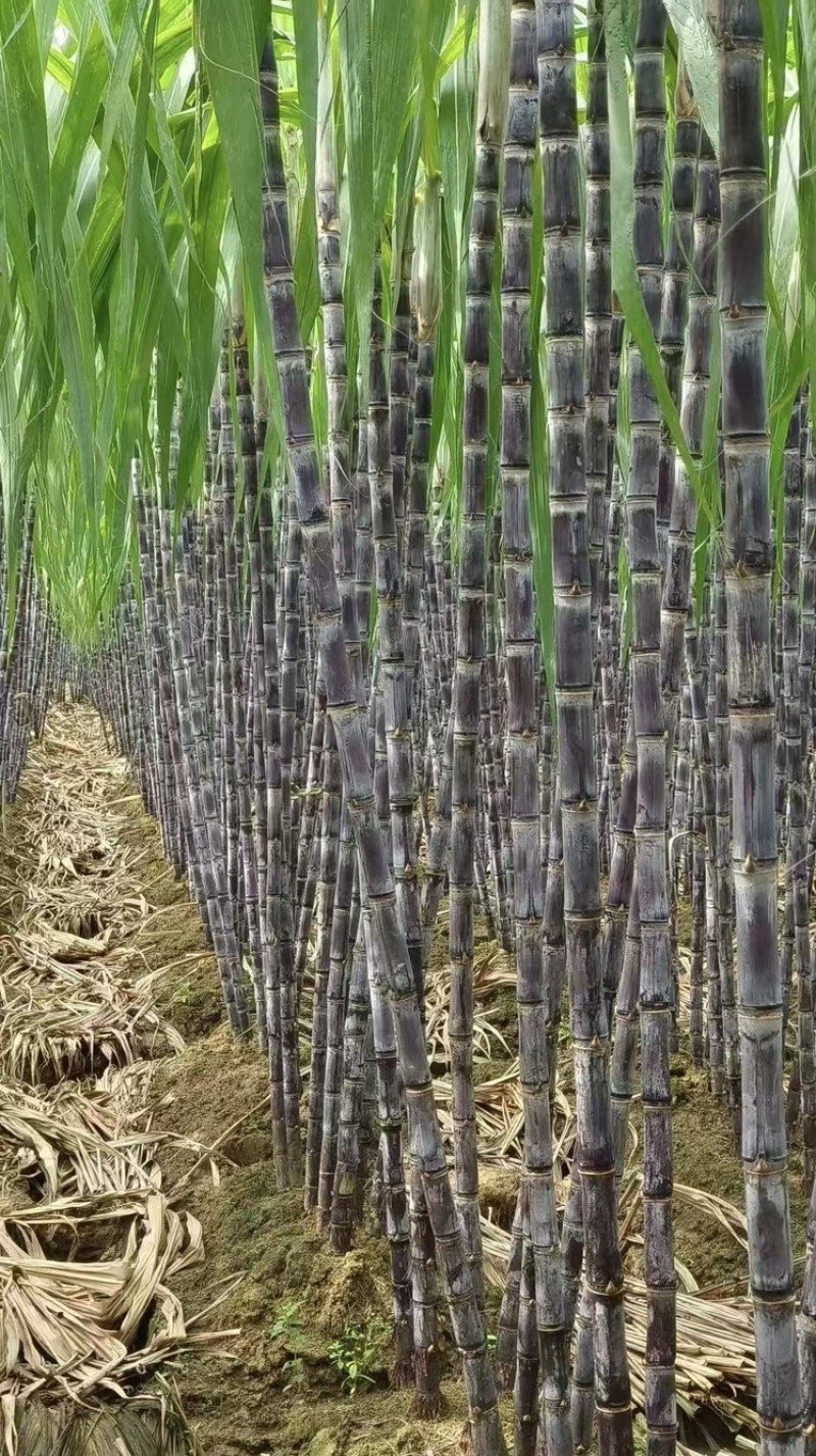 富硒甘蔗黑皮甘蔗大量有货基地直供现摘现发欢迎咨询电话
