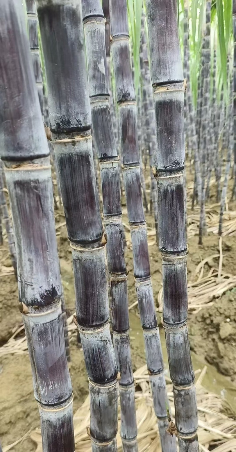 富硒甘蔗黑皮甘蔗大量有货基地直供现摘现发欢迎咨询电话