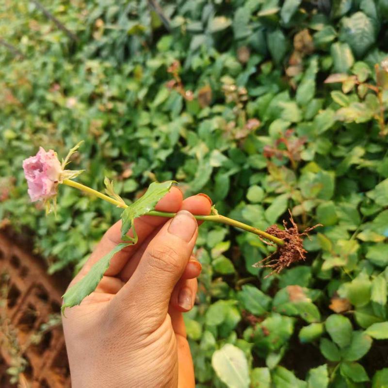 玫瑰花，紫霞仙子大量上市，产地直发品质保证，服务周到