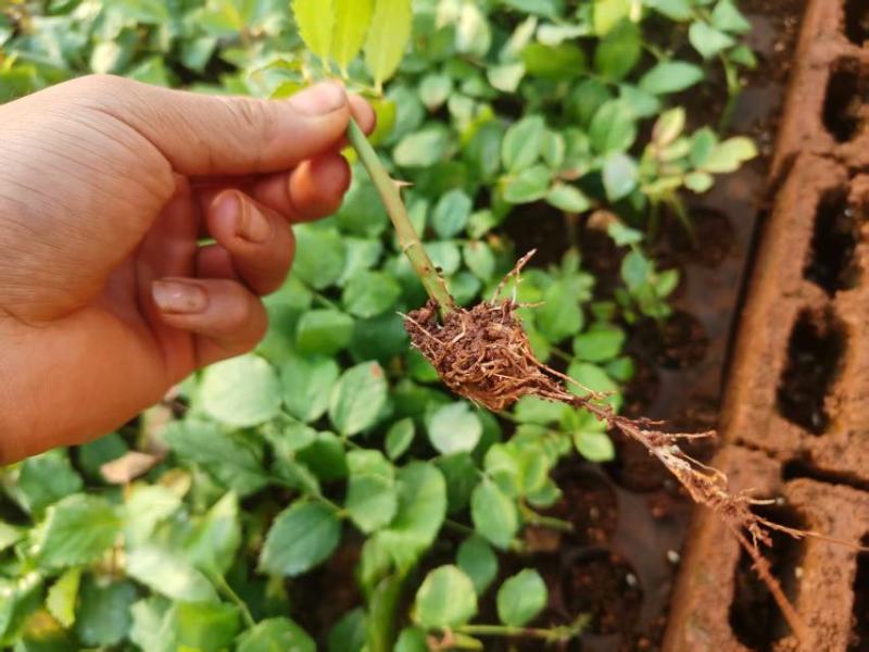 玫瑰花，紫霞仙子大量上市，产地直发品质保证，服务周到