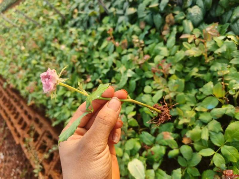 玫瑰花，紫霞仙子大量上市，产地直发品质保证，服务周到