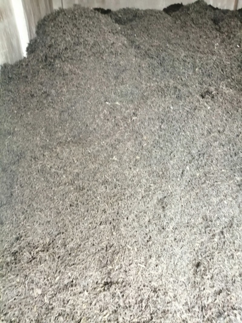 小树普洱茶