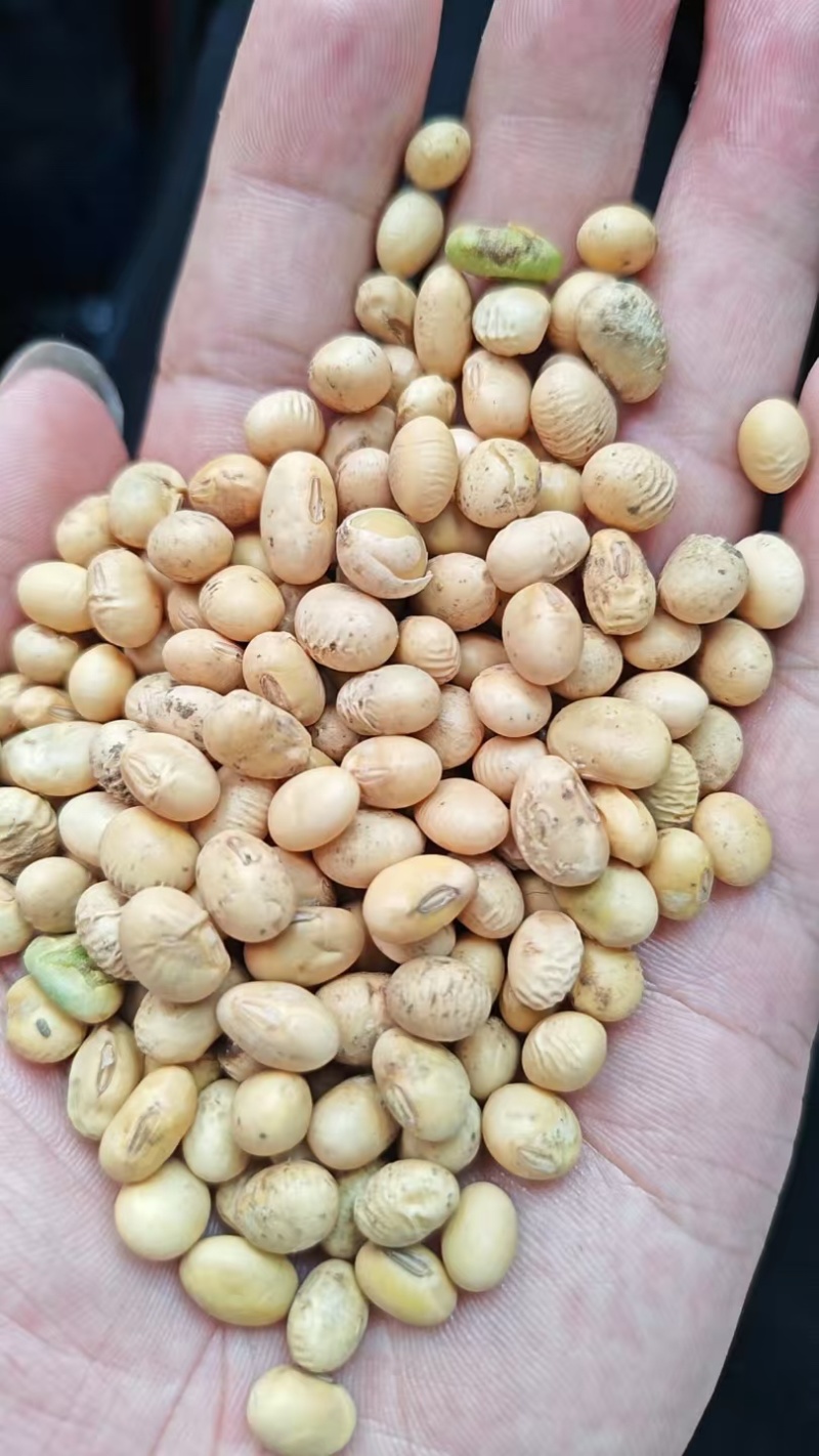 安徽大豆，黄豆.蛋白豆，