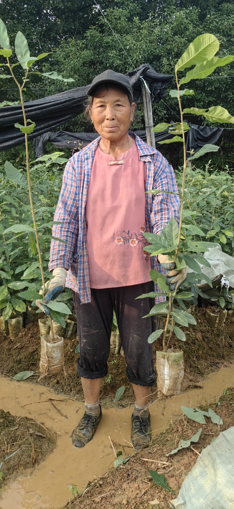 栓皮栎苗山东栓皮栎苗湖北栓皮栎苗重庆栓皮栎苗