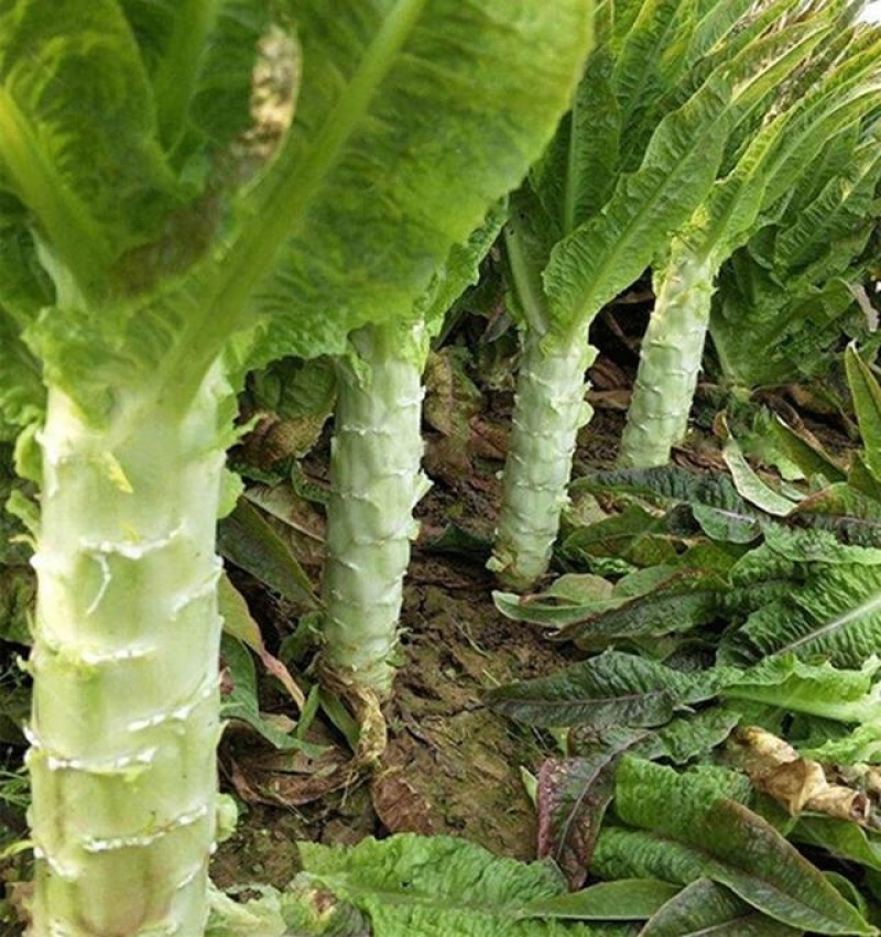 红叶香莴笋产地直发看货论价保质保量欢迎订购。